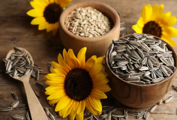 🌻 Sunflower Seeds: The Tiny Warriors from the Heart of the Sun