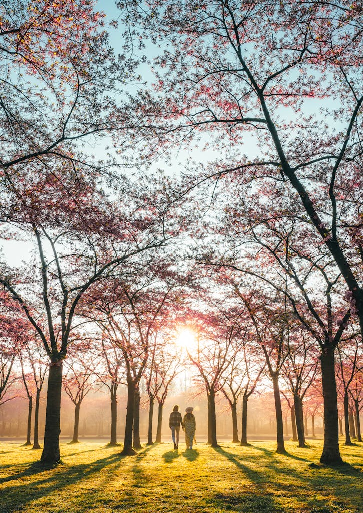 A couple walks under blooming cherry trees at sunrise in an Amsterdam park.