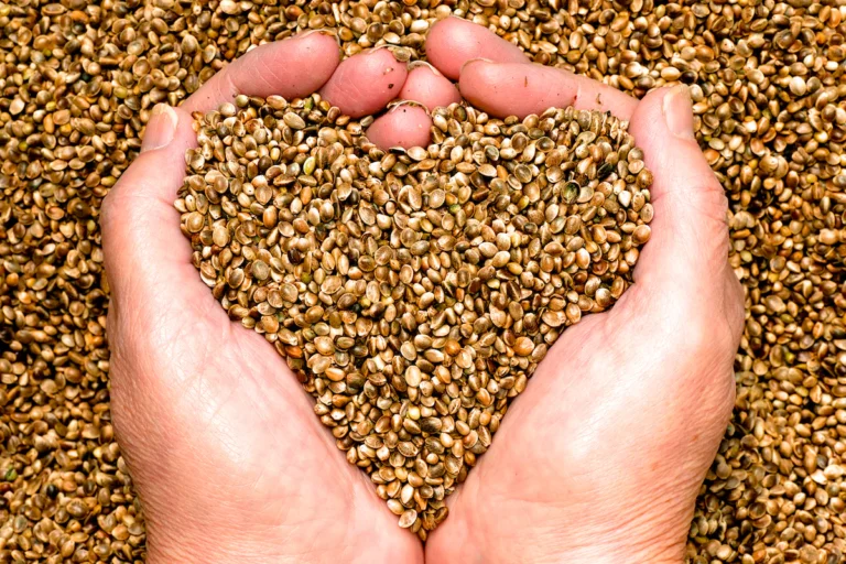 🧘‍♀️ “Hemp Seeds: The Zen Superfood Your Body Craves Daily”